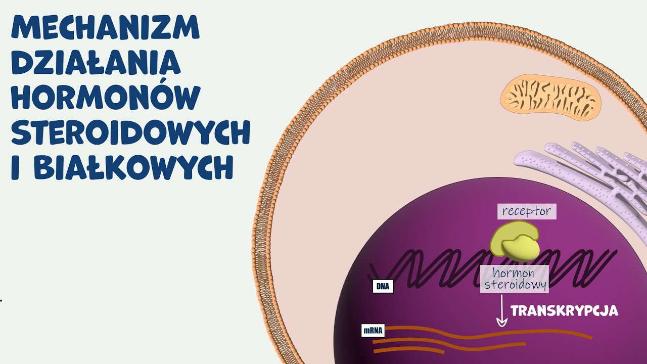 Hormony steroidowe vs. białkowe &ndash; Jak naprawdę działają? 🔬 | Biologia do matury