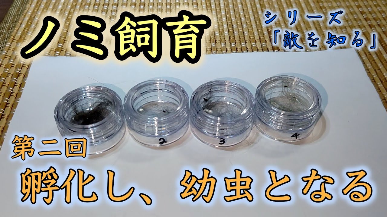 【閲覧注意】ノミの卵が孵化しました、ノミの幼虫出てきます【シリーズ「敵を知る」】