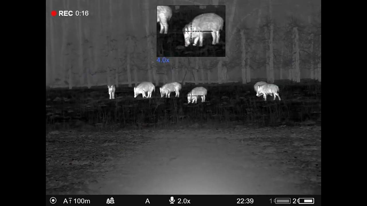 PULSAR THERMION 2 XP50 PRO-dzik B4HUNT