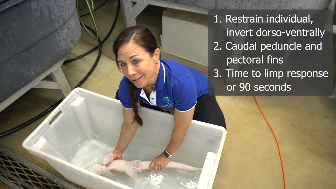 Tonic immobility in Chondrichthyans - NO MUSIC