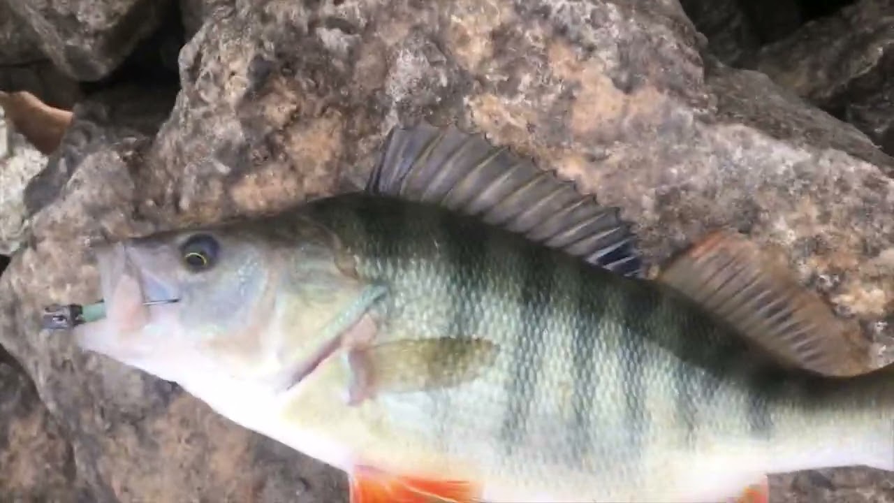 PERCH AVI ARALIK AYI