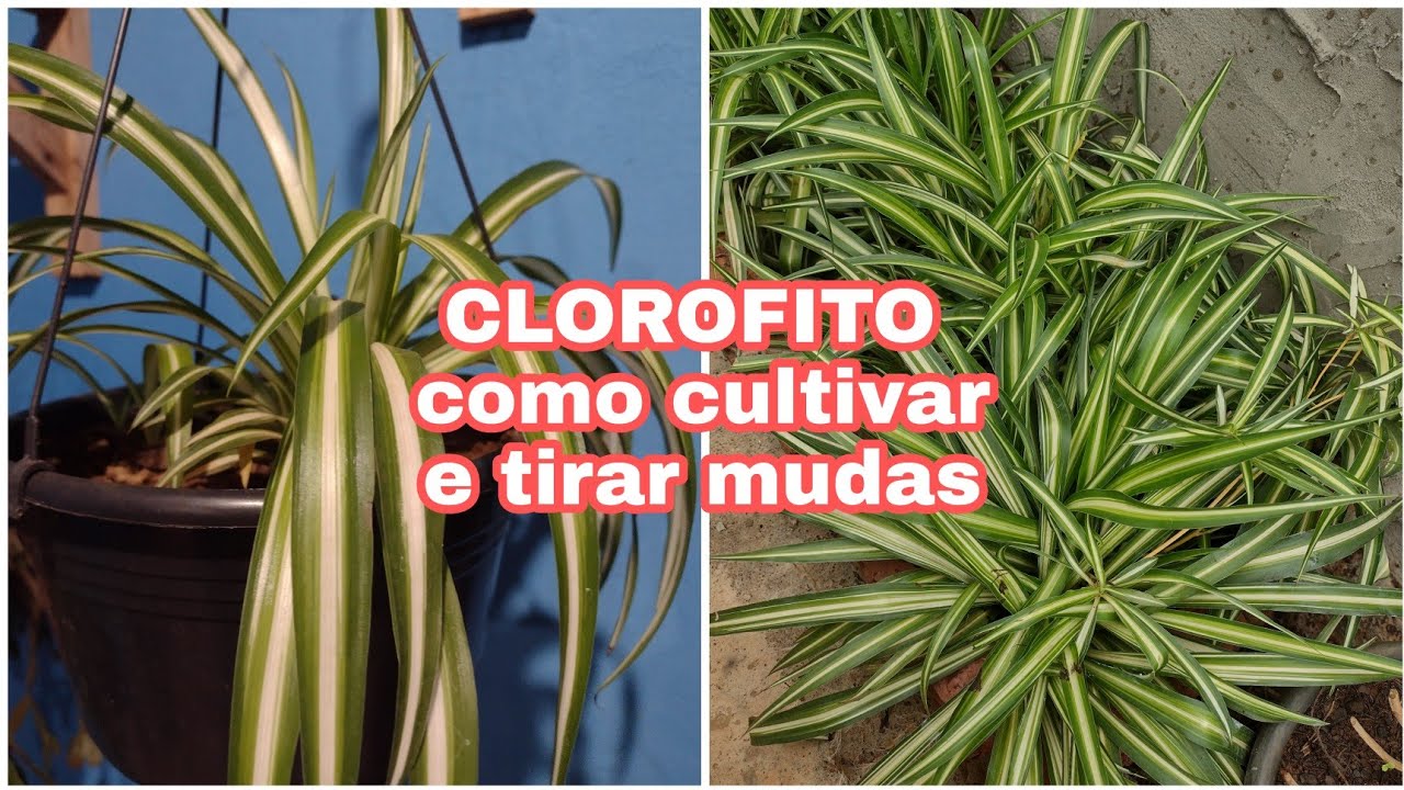 CLOROFITO COMO CULTIVAR /CLOROFITO de sol /como saber se meu CLOROFITO e de sombra ou sol ?