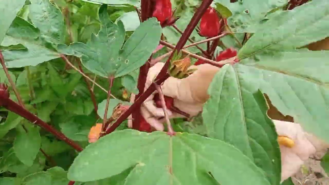 Primera cosecha de Flor de Jamaica de la temporada, me acompañas?