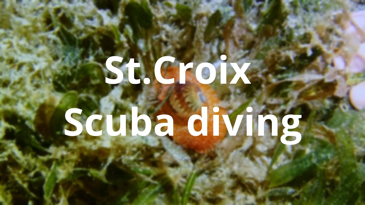 St. Croix USVI Scuba Diving adventure under the Frederiksted Pier
