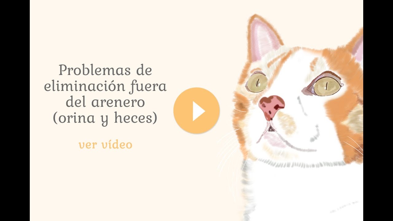 Problemas de eliminación fuera del arenero (orina y heces)