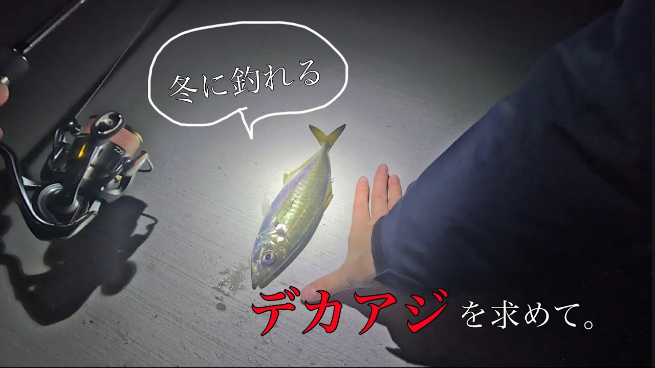 【アジング】デカアジ狙い！鯵の刺身を食べたくて…🐟