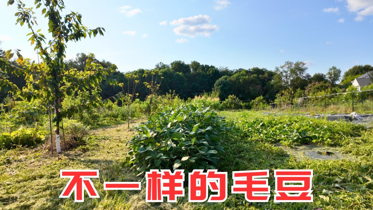 不一样的毛豆，鲜食毛豆和毛豆覆盖作物，就像是两种完全不同的物种，差别也太大了