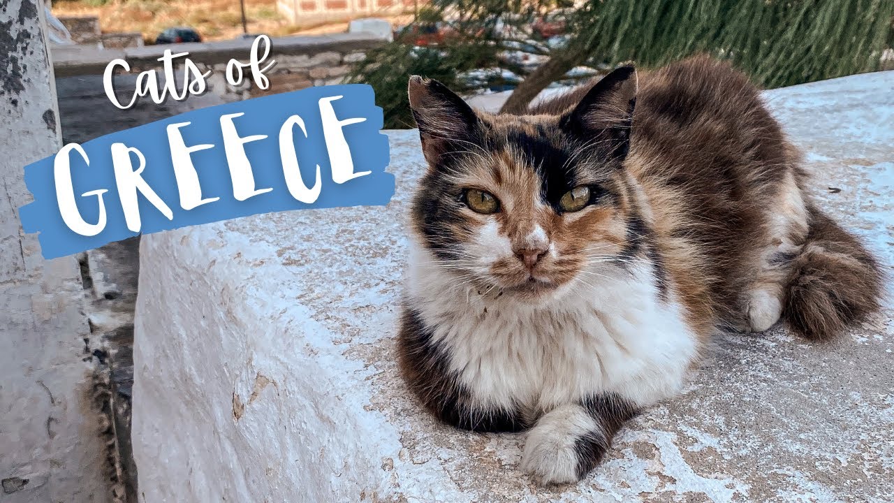 Petting ALL THE CATS in Greece!
