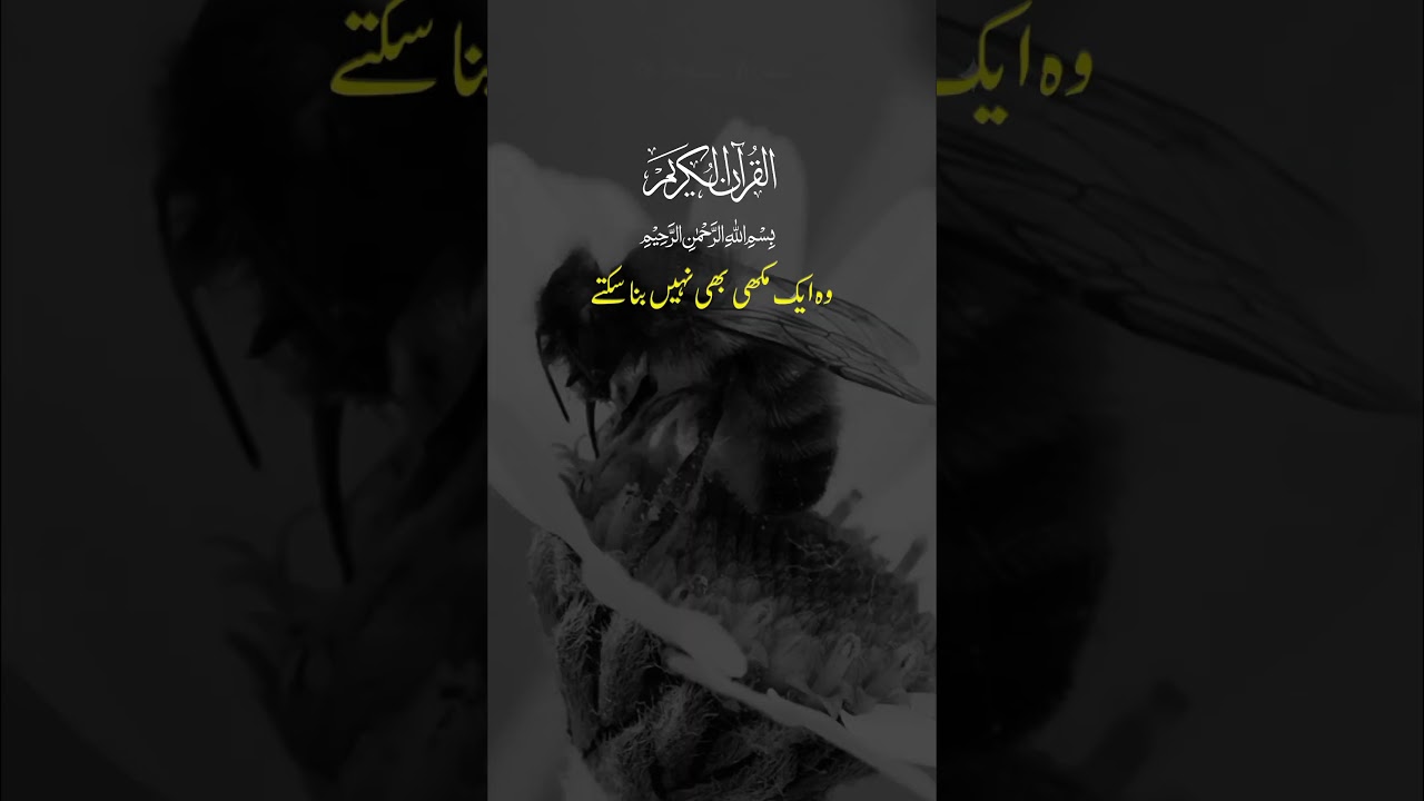 ایک مثال بیان کی جاتی ہے