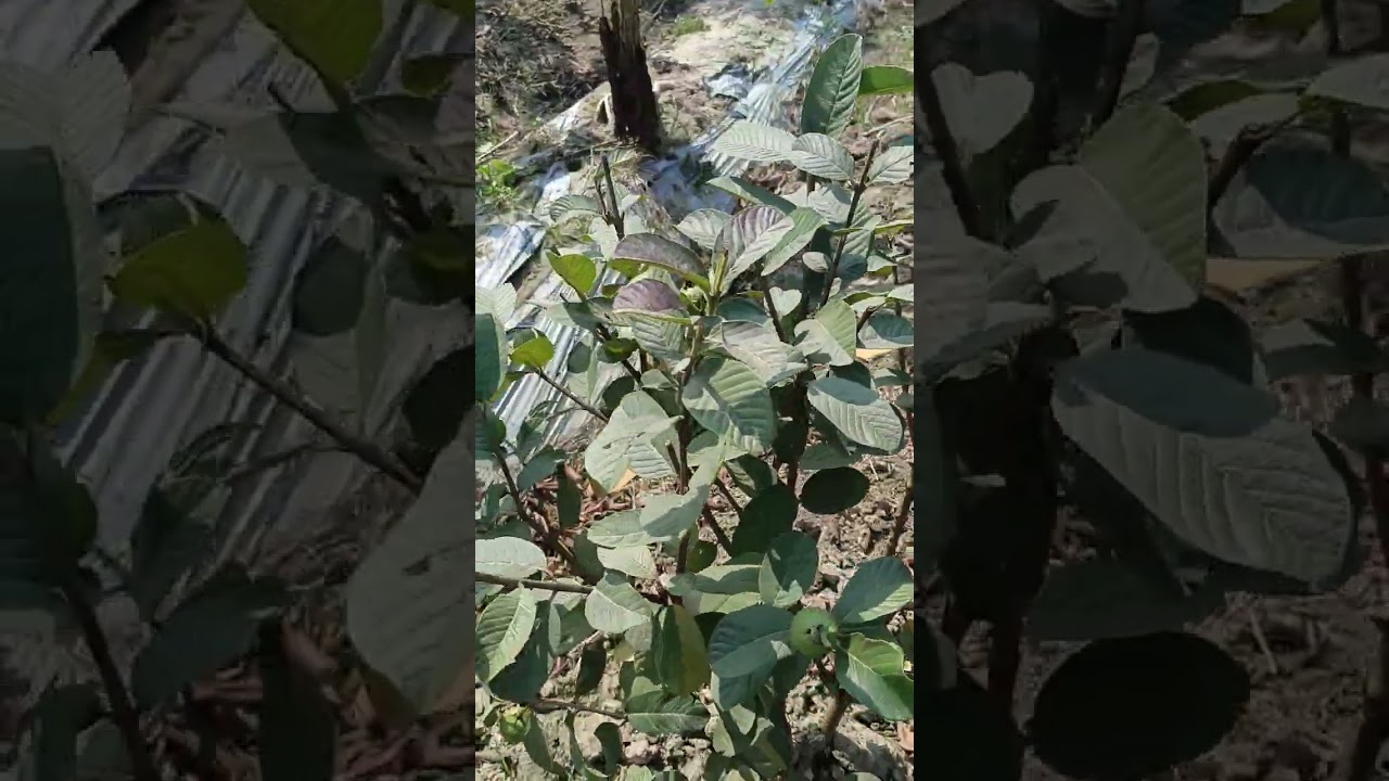 Taiwan Pink Guava 11 Months plant cutting done for July-September Fruiting 