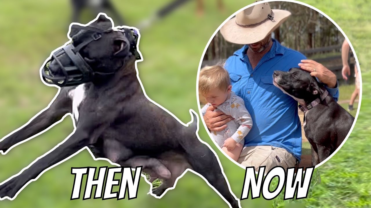 Pregnant Shelter Dog left tied to a Sink Now Living Her Best Life