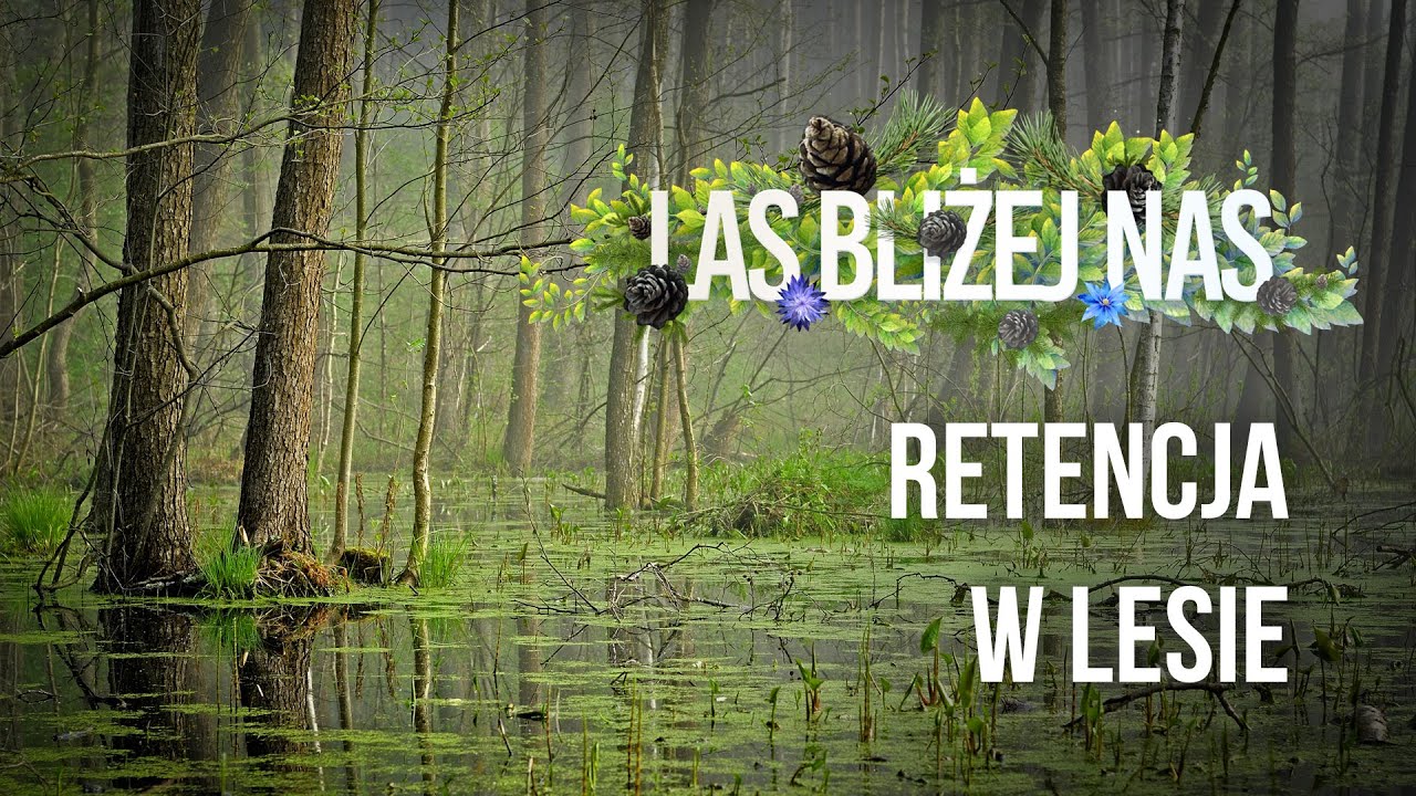 Las bliżej nas - Retencja w lesie