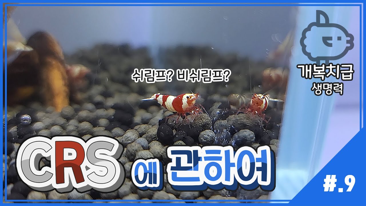 -개복치급 생력력 주의- 비쉬림프 CRS(레드비)에 [관하여]