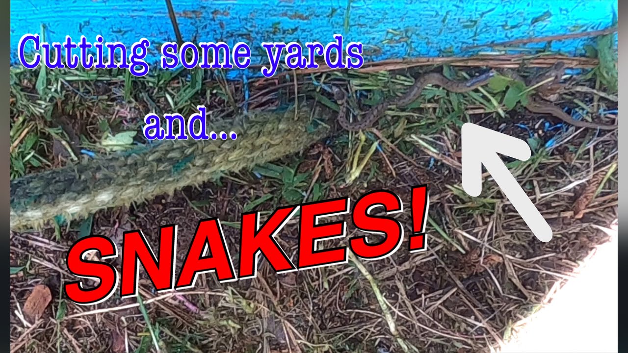 Lawncare surprises...Snakes!