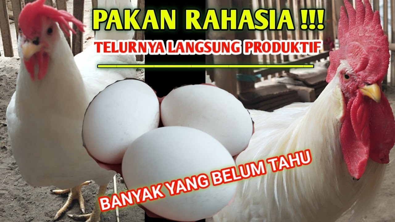 RACIKAN PAKAN AYAM PETELUR WHITE LEGHORN, DIJAMIN‼️ Ayam White Leghorn Lancar Bertelur