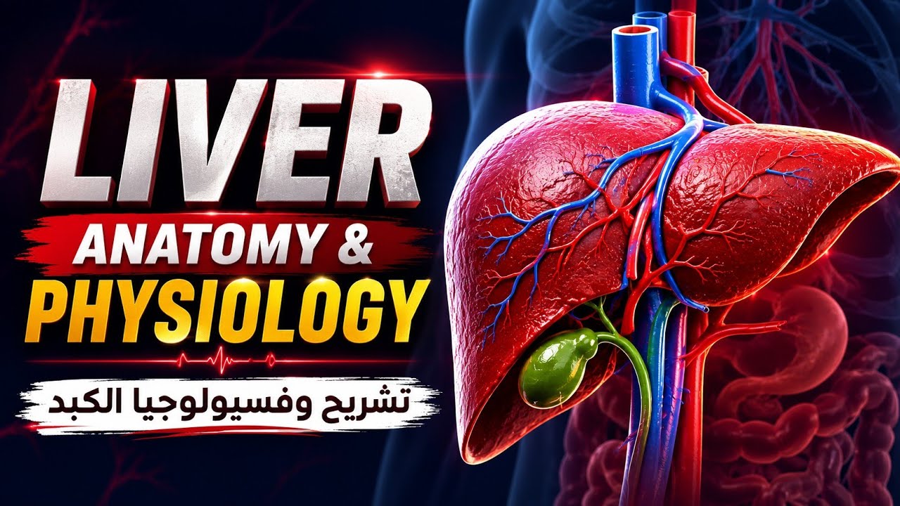 E49. Liver  الكبـــد ( الوصف التشريحى + ووظائف الكبد) وليه الكبد بيصنف انه غدة