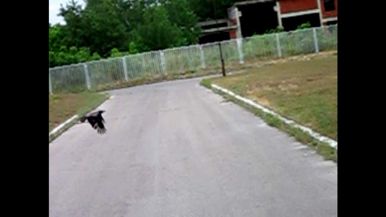 Birds Flying Slowmo