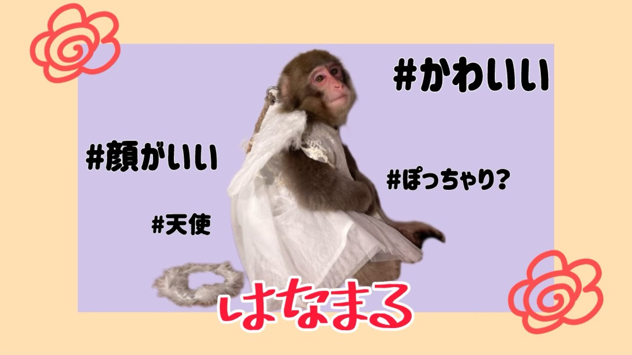 可愛すぎる男の子💮花ふぶき編【戦豆の猿まわし】