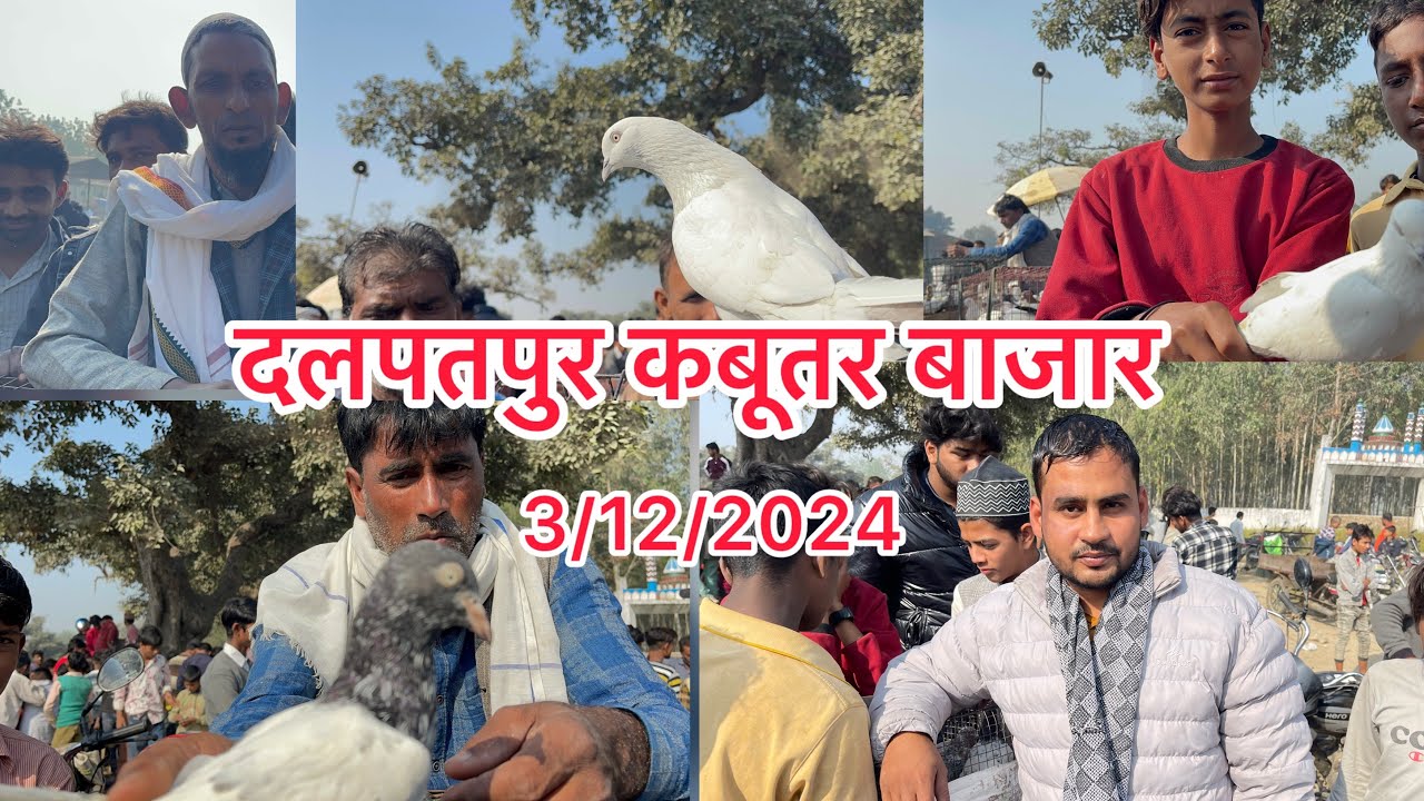 दलपतपुर कबूतर बाजार Dalpatpur Kabootar bajar 3/12/2024