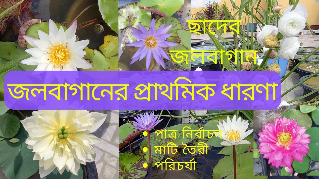 জলবাগান-দ্বিতীয় পর্ব