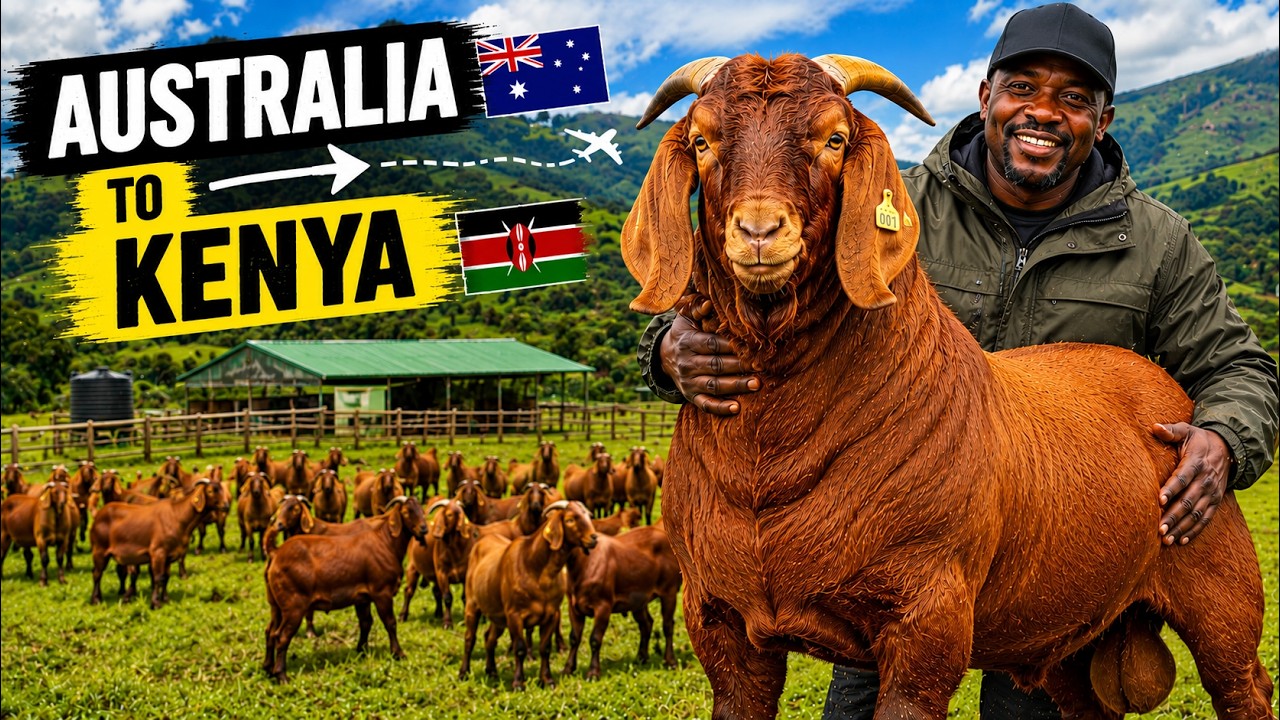 Diaspora Goat Tycoon: How A Man Built a Red Kalahari Goat Empire in Kenya While Living in Australia