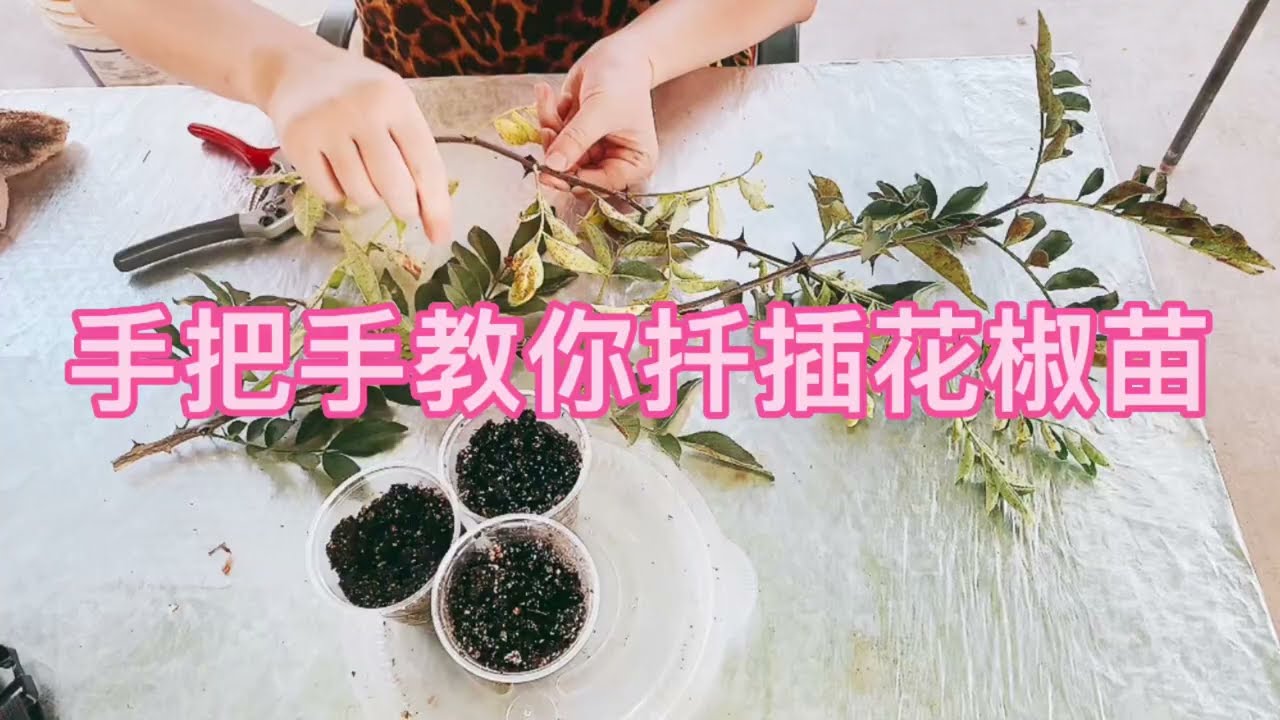 手把手教你扦插花椒苗，内容非常详细。别人都不愿意透露的很多扦插技巧，在我这里没有秘密。Chinese peppercorn cuttings