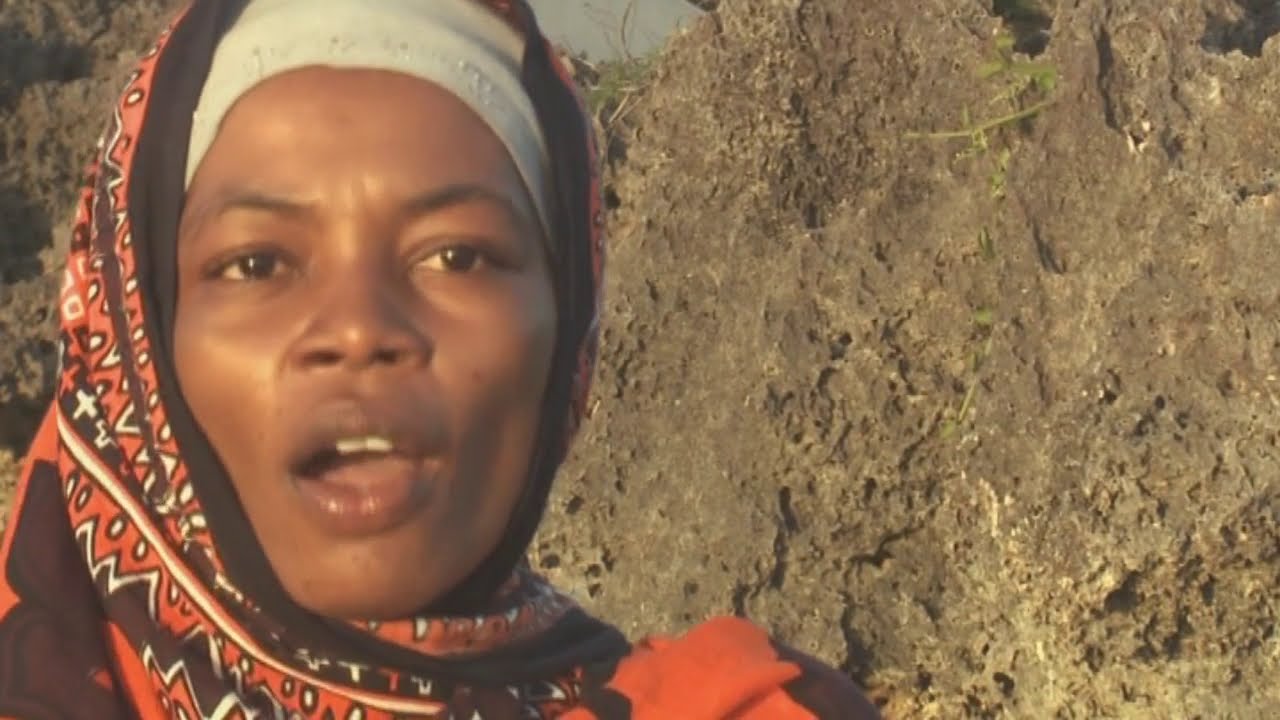 Wasini : Un Trésor Caché au Cœur de l'Océan, le Jardin de Corail | Documentaire