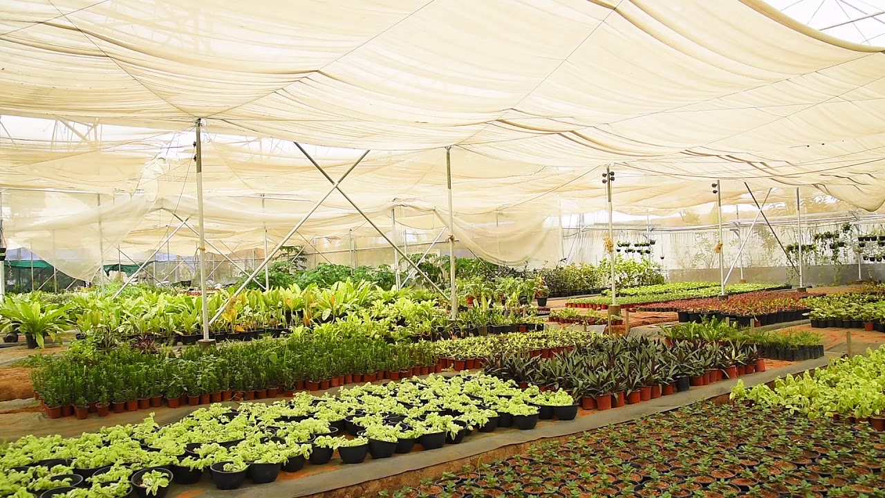 Buy n Farm | Indoor and Outdoor Plants Mannuthy Thrissur | Kavungal Nursery