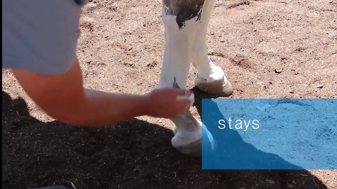 Cool as Clay poultice for Horses by TRM from Amacron Equine