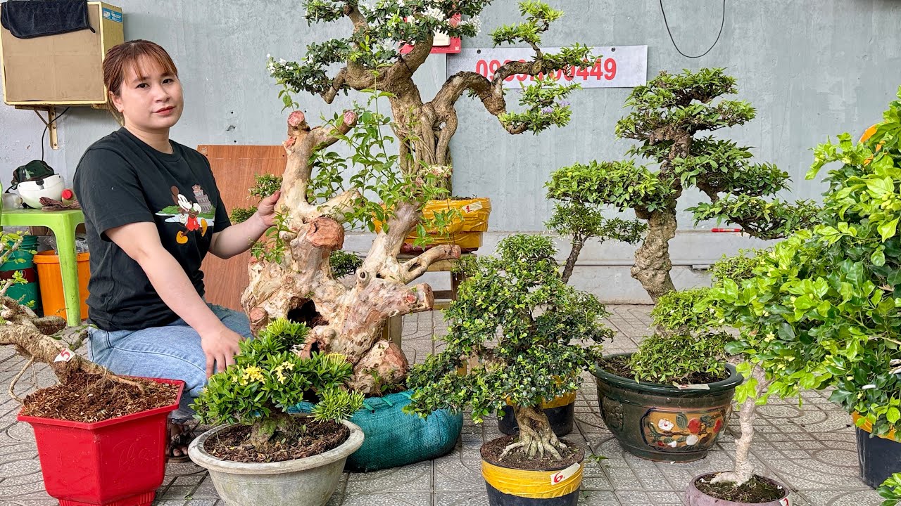 Sam Mai Trang Nguyệt Trà Da Ổi Sơri Lăng Thăng (dễ chơi 5/3) Bonsai Thúy An