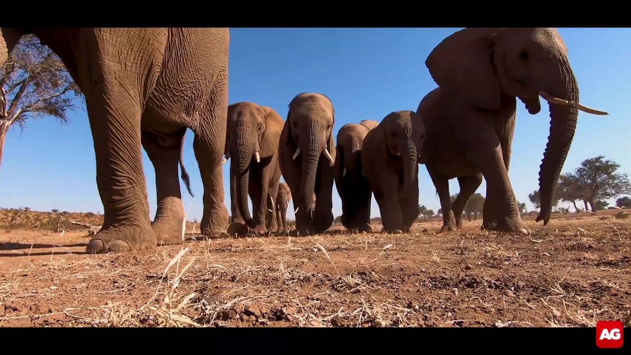 Giants of Africa [Best Video Clip 2019 entry]