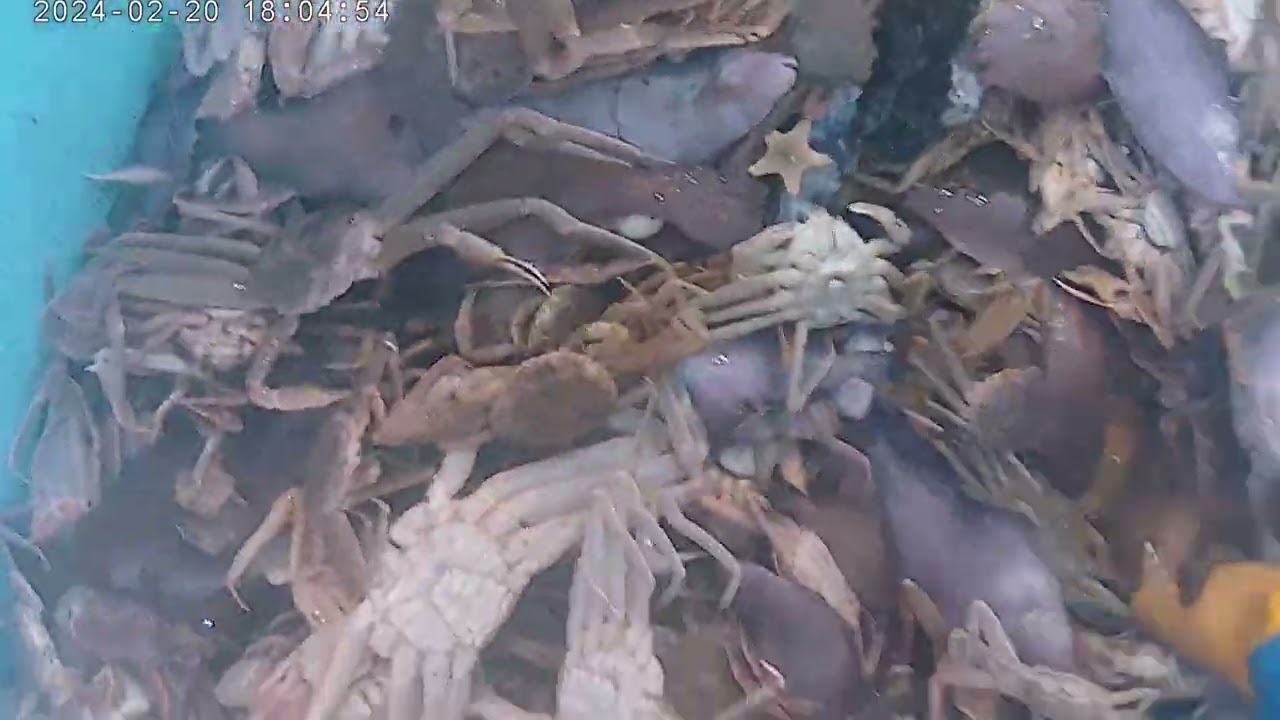 2024年2月23日　カニ取ってきました。