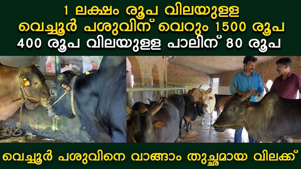 1 ലക്ഷം രൂപ വിലയുള്ള വെച്ചൂർ പശുവിന് വെറും 1500 രൂപ 400 രൂപ വിലയുള്ള പാലിന് ൮൦ രൂപ #agrownews