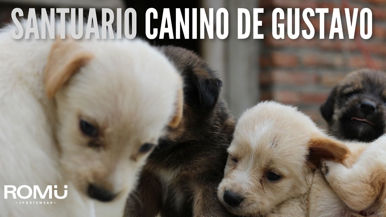 SANTUARIO CANINO DE GUSTAVO - MANTA ECUADOR