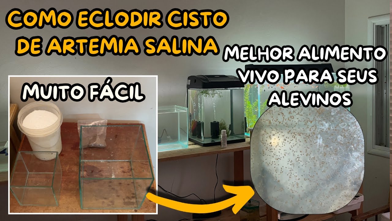 COMO ECLODIR ARTEMIAS EM CASA DO JEITO MAIS FÁCIL