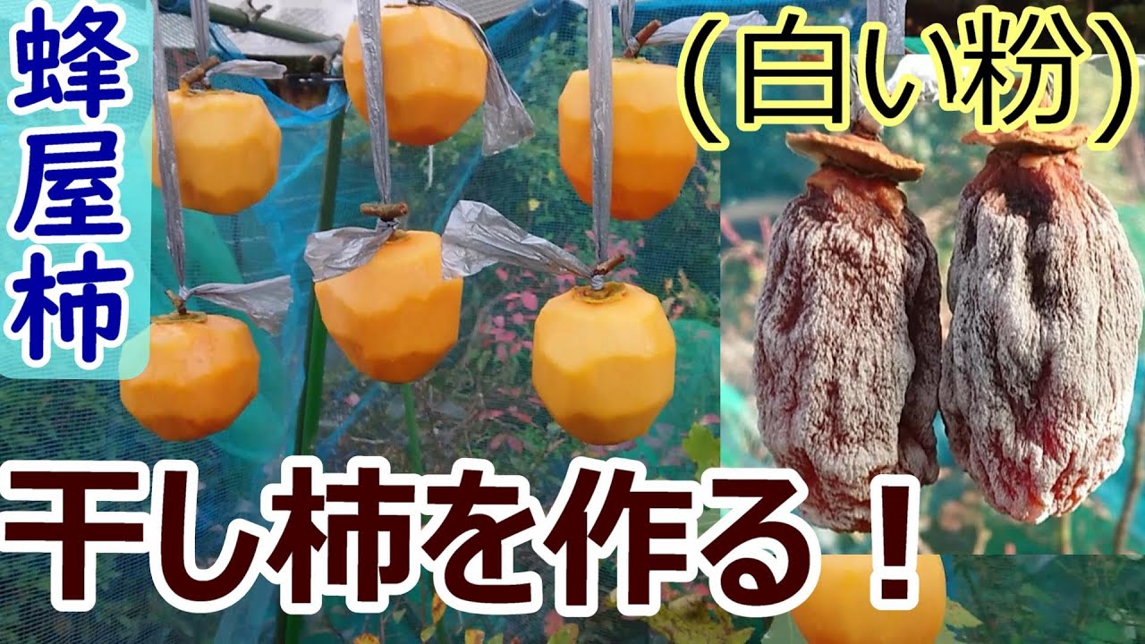 干し柿作りしてみた！(蜂屋柿)【11月下旬～】