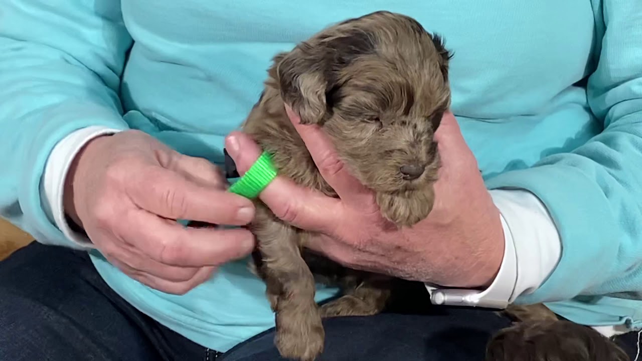 Aspen's Schnoodle puppies 4 weeks old - This litter is sold  April 22, 2020