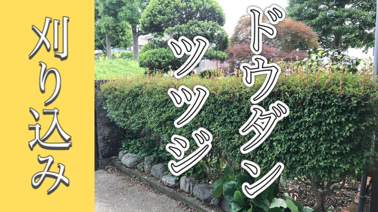 見れば刈込みの仕方が変わる⁉︎ドウダンツツジの刈込み剪定（字幕対応）