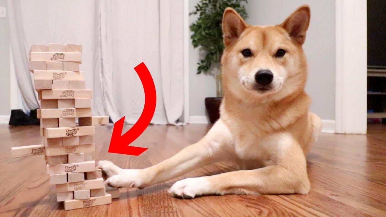 DOG KNOWS HOW TO PLAY JENGA!