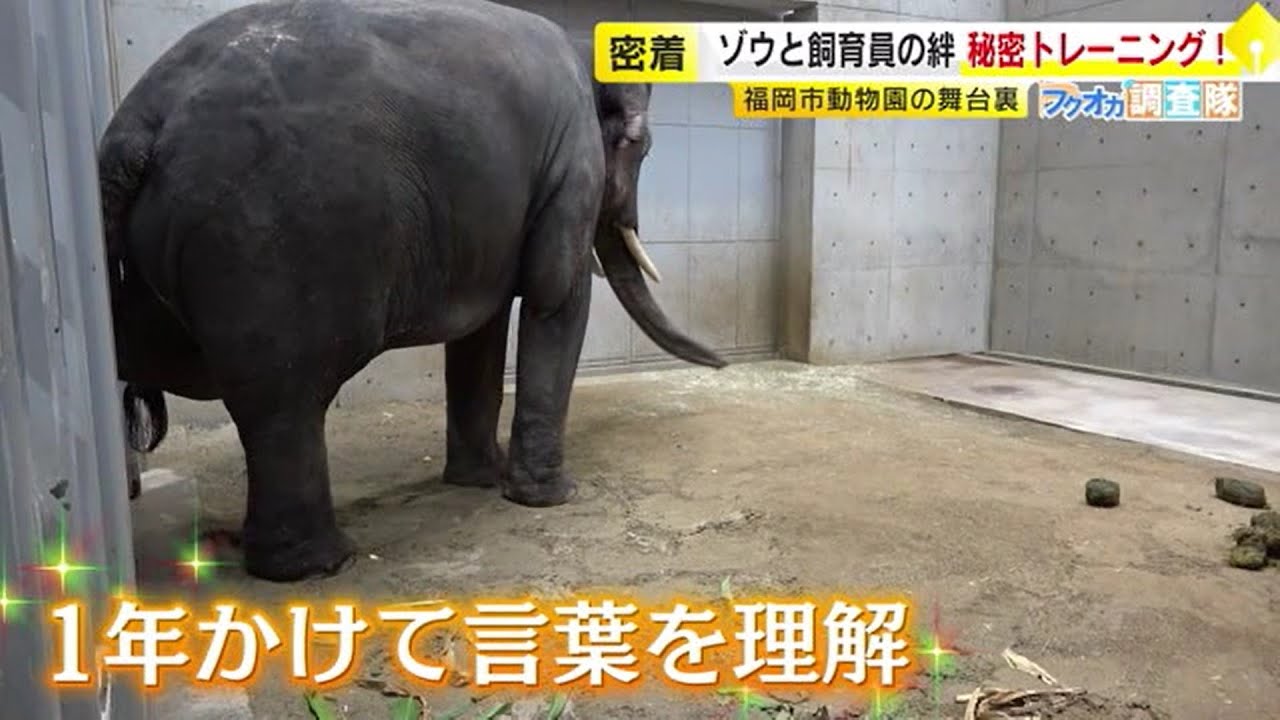 ゾウ来園から1年　飼育員に聞いた「めったに見られない瞬間」  黄金に輝くゾウ、足裏ケアを受けるゾウ、言葉を理解するゾウ…舞台裏に密着 ／ （2025/07/30  OA）