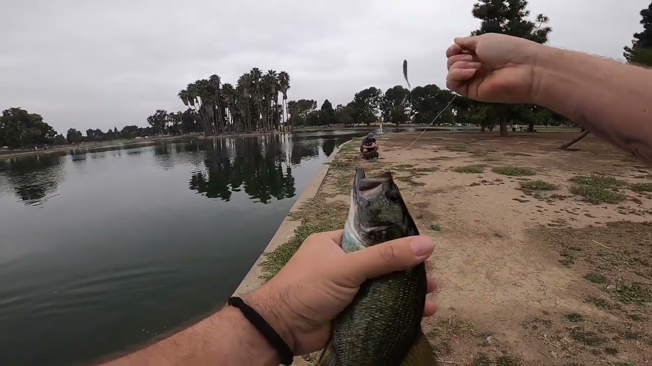 Bass fishing magic Johnson park fish blowing up on bait fish