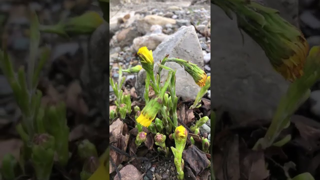 1kamp_hikayesi kanalı canlı yayında