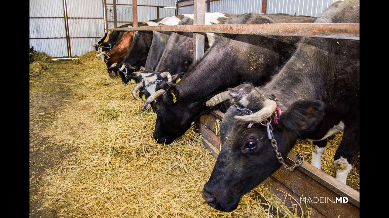 Ferma de vaci din Limbenii Noi