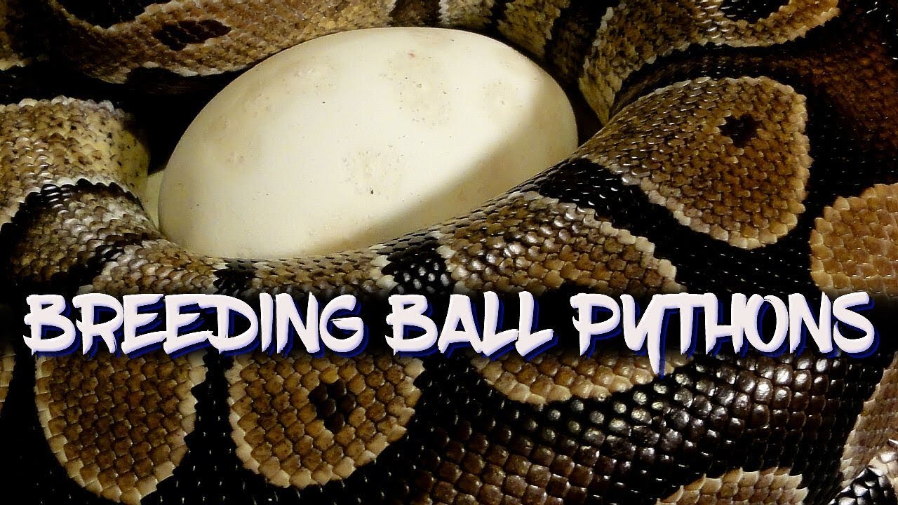 Putting more ball python eggs in the incubator!