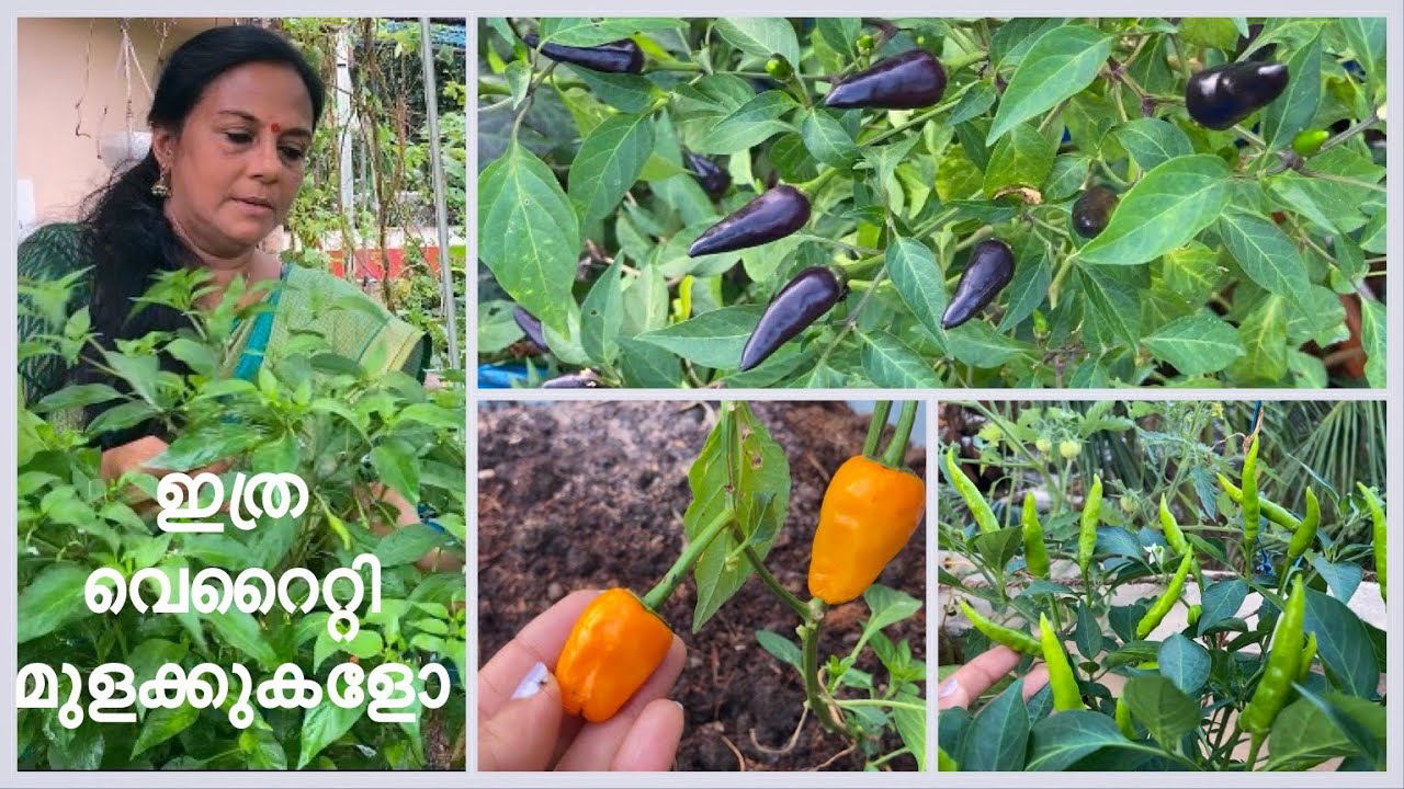 CHILLI VARIETIES 🌶️ | ഇത്ര വെറൈറ്റി മുളക്കുകളോ ?? 😱😍 |