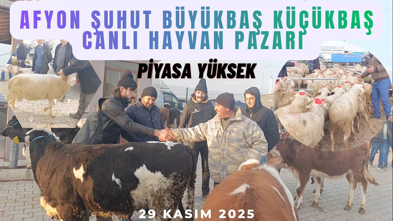AFYON ŞUHUT BÜYÜKBAŞ KÜÇÜKBAŞ CANLI HAYVAN PAZAR 28 KASIM 2025 GÜNCEL FİYATLAR