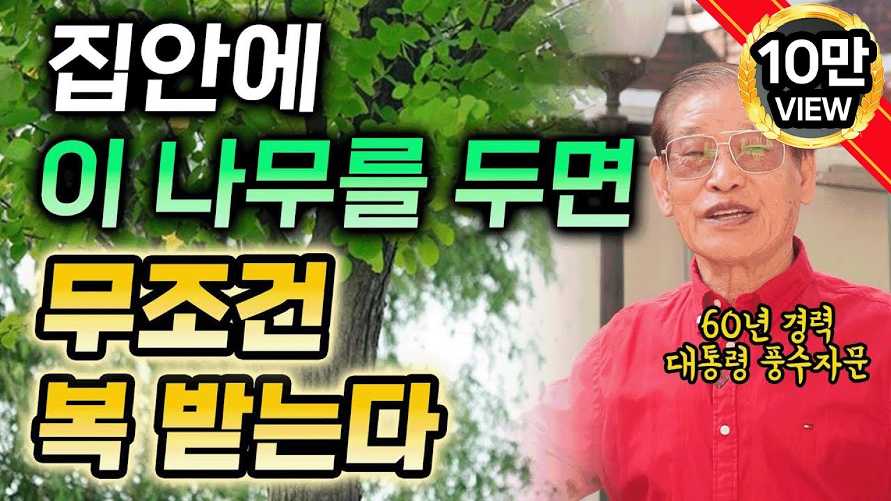 E256. 집안에 이런 나무🌳를 두면, 무조건 복 받는다✨
