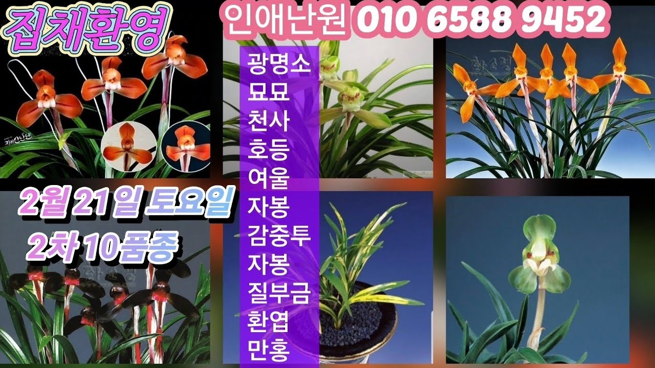 2월 21일 토/2차 광명소 묘묘 천사 호등 여울 자봉 감중투 질부금 환엽 만홍 10품종 판매합니다
