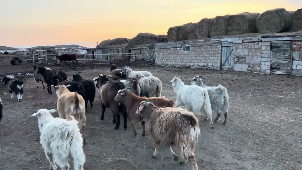 Ауыл вайб: кешкі вайб