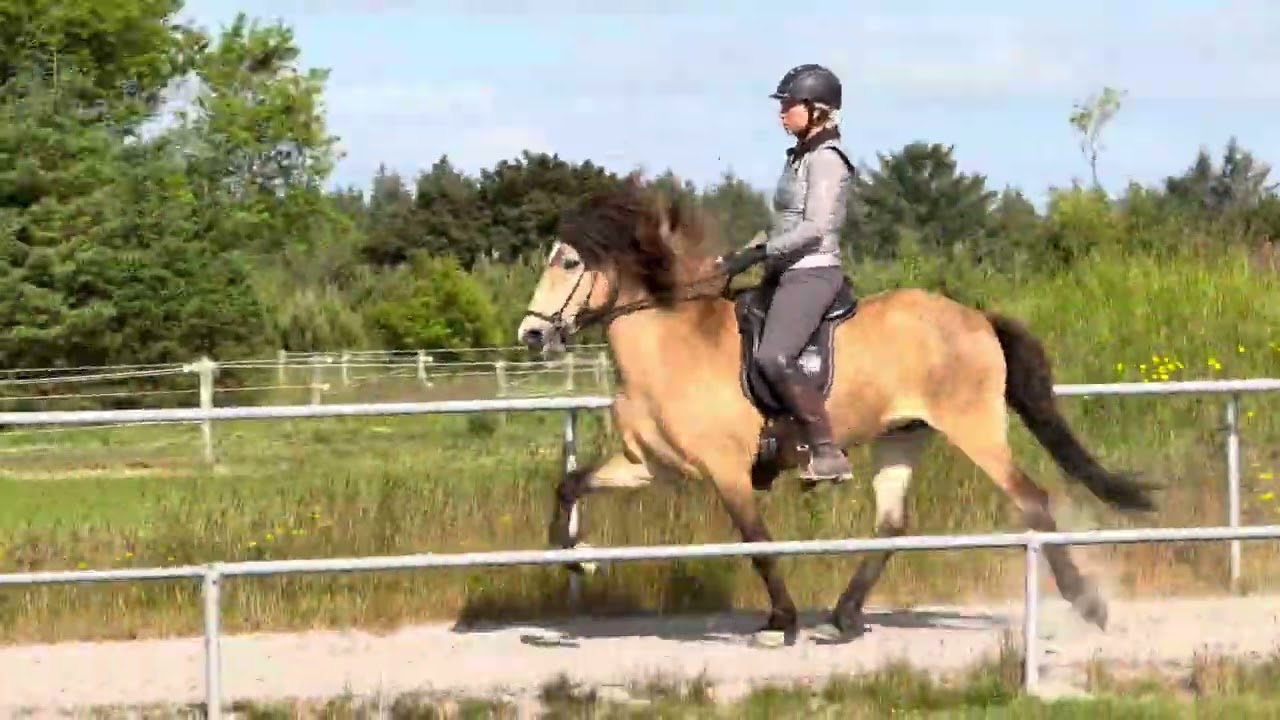 Maístjarna fra Eyfjörd